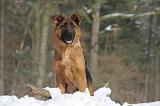 BERGER ALLEMAND 493